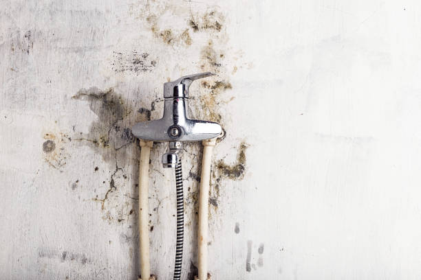Best DIY Mold Remediation Support Services in Red Bank, NJ