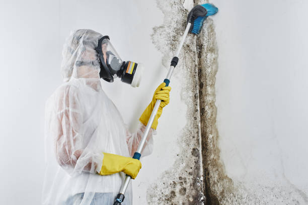 Best Insurance-Related Mold Remediation in Red Bank, NJ