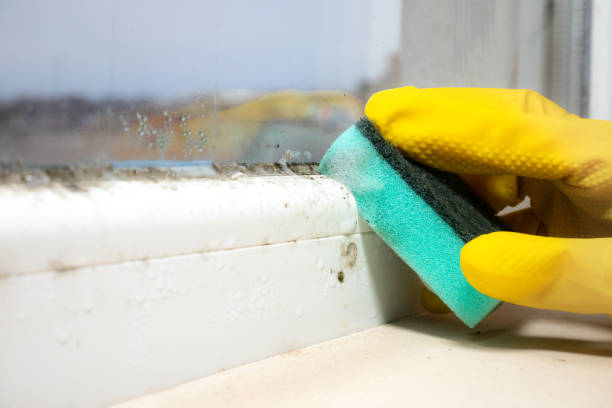 Best Residential Mold Remediation in Red Bank, NJ