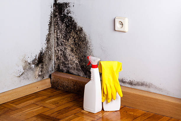 Best Black Mold Remediation in Red Bank, NJ